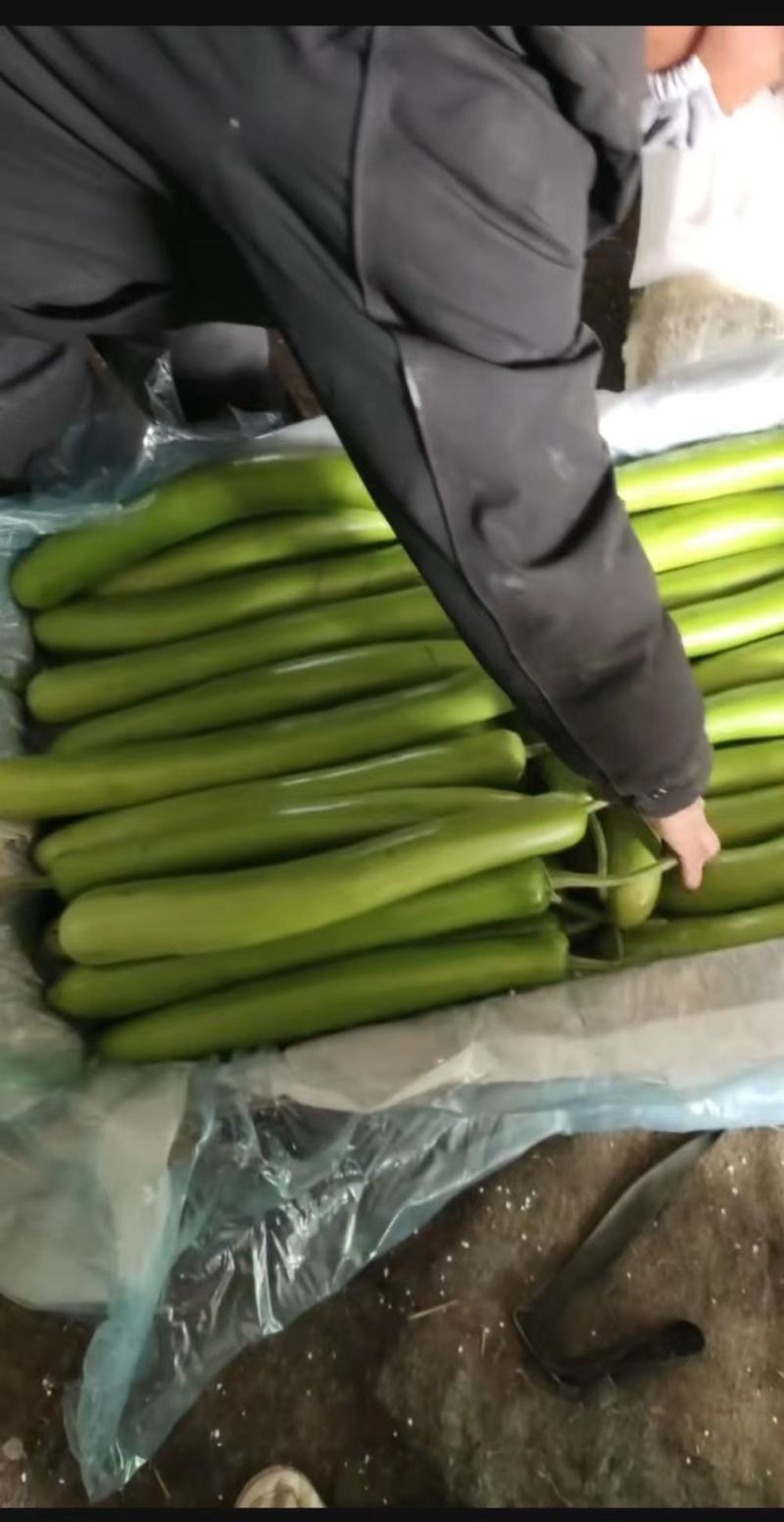 山东瓠子大量上市品质保证一手货源量大从优欢迎联
