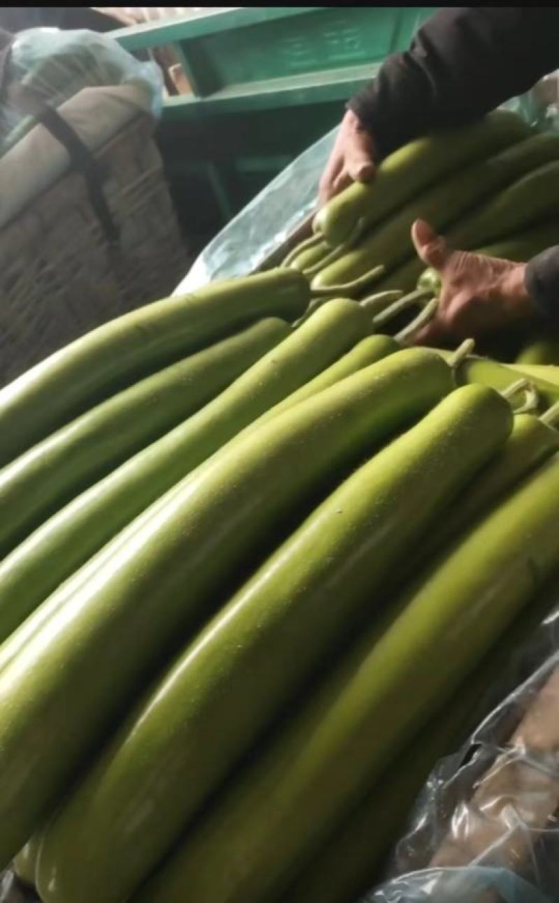 山东瓠子大量上市品质保证一手货源量大从优欢迎联