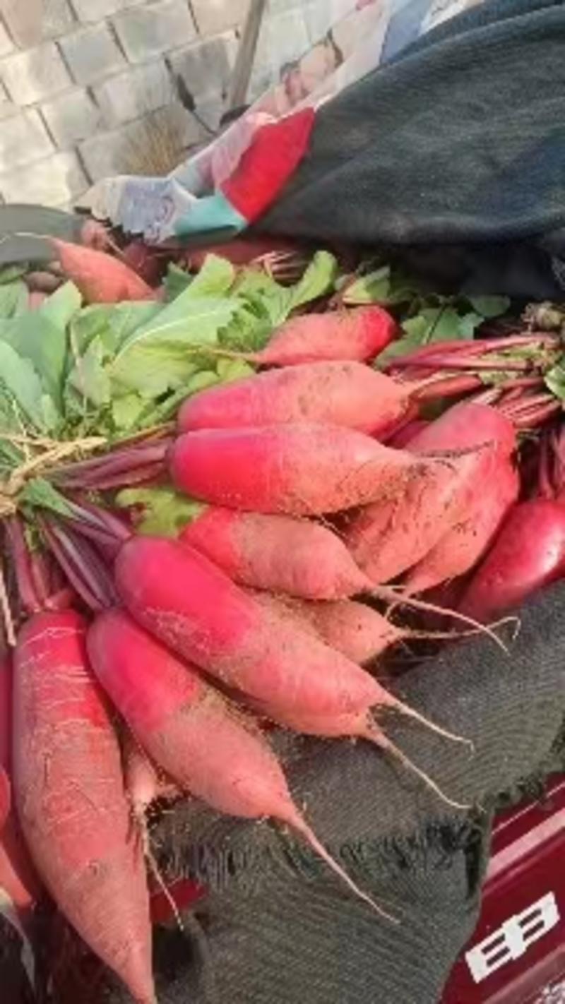 红皮水萝卜，临沂萝卜，平邑产地大量上市，大量供应质量保证