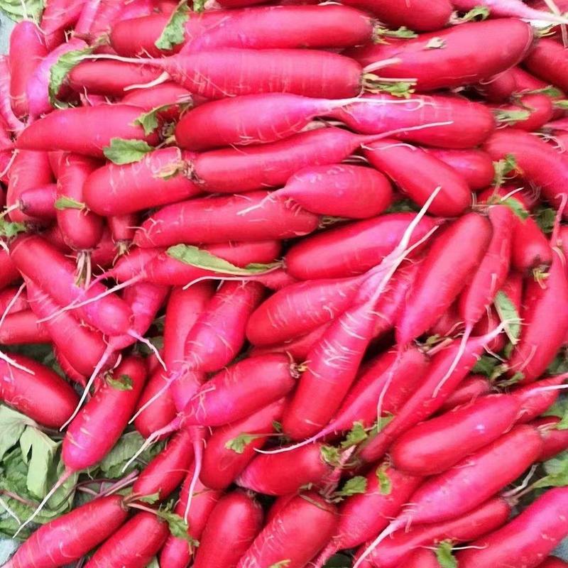 红皮水萝卜，临沂萝卜，平邑产地大量上市，大量供应质量保证