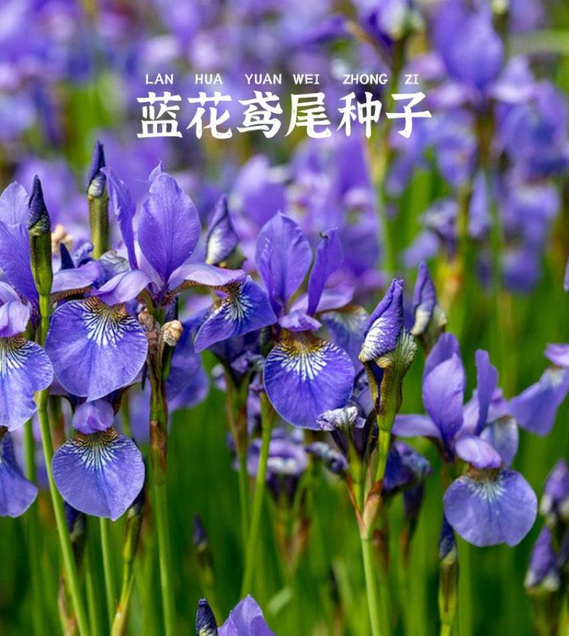 蓝花鸢尾草种子盆栽公园庭院多年生花海花卉花种子蓝花燕尾花