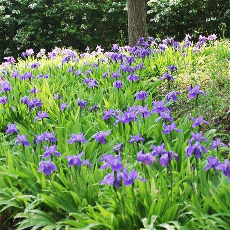 蓝花鸢尾草种子盆栽公园庭院多年生花海花卉花种子蓝花燕尾花