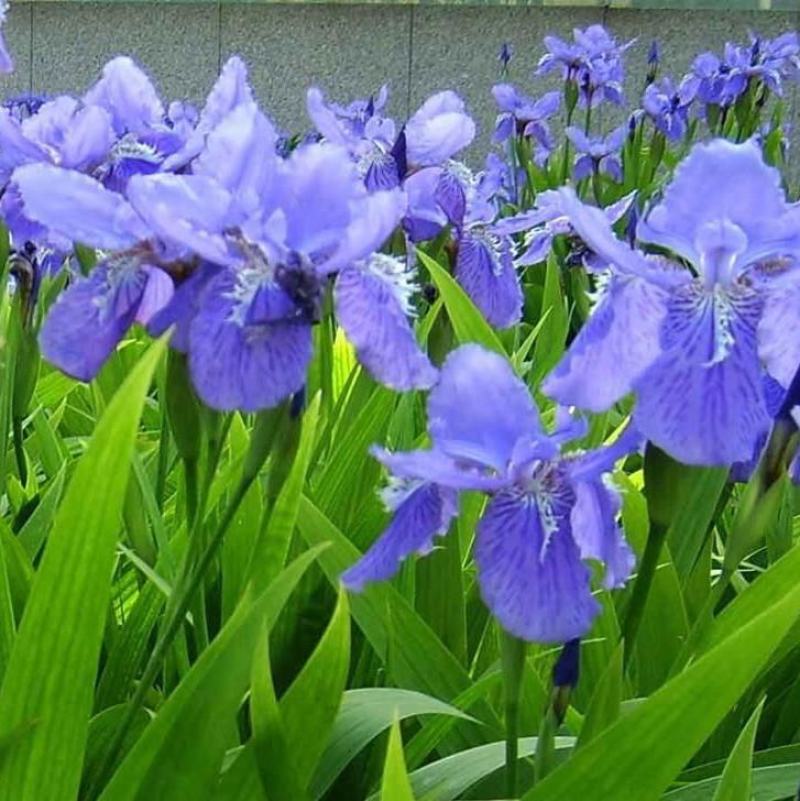 蓝花鸢尾草种子盆栽公园庭院多年生花海花卉花种子蓝花燕尾花