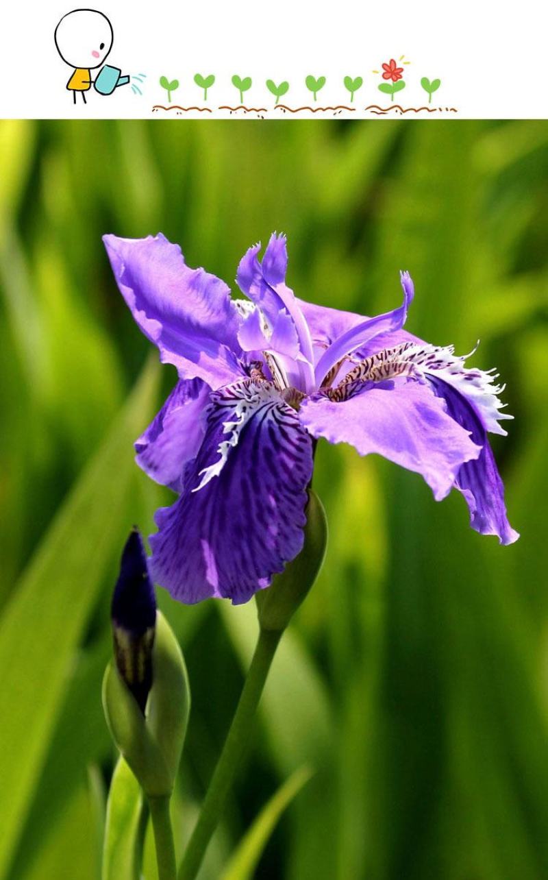 蓝花鸢尾草种子盆栽公园庭院多年生花海花卉花种子蓝花燕尾花