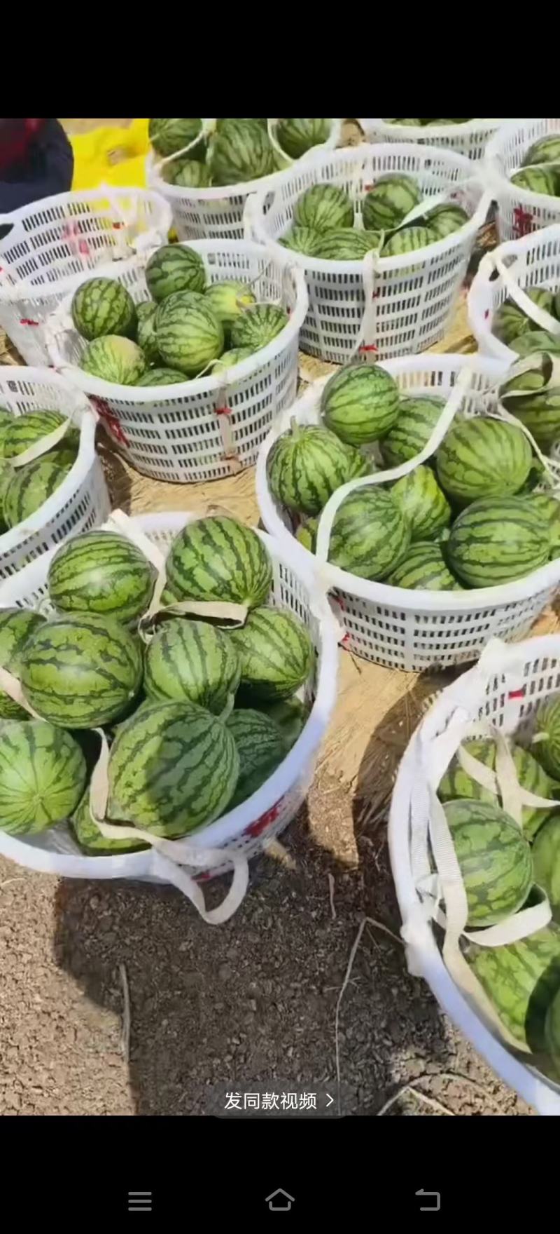 【精品西瓜】农友特小凤小兰，皮薄，黄心，甜度高，欢迎选购