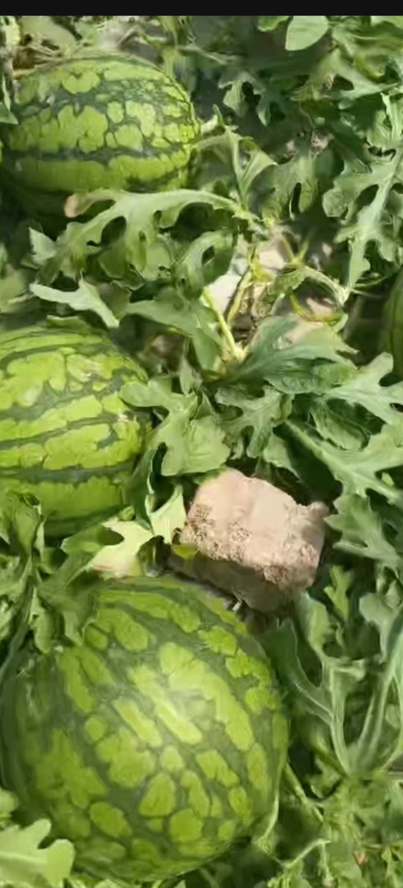 【精品西瓜】农友特小凤小兰，皮薄，黄心，甜度高，欢迎选购