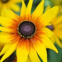 黑心菊花种子金光菊花种籽子多年生耐寒四季种易活庭院室外植