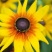 黑心菊花种子金光菊花种籽子多年生耐寒四季种易活庭院室外植