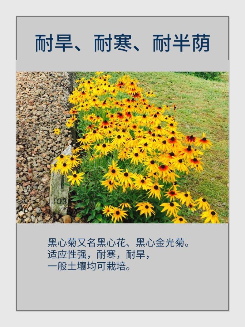 黑心菊花种子金光菊花种籽子多年生耐寒四季种易活庭院室外植