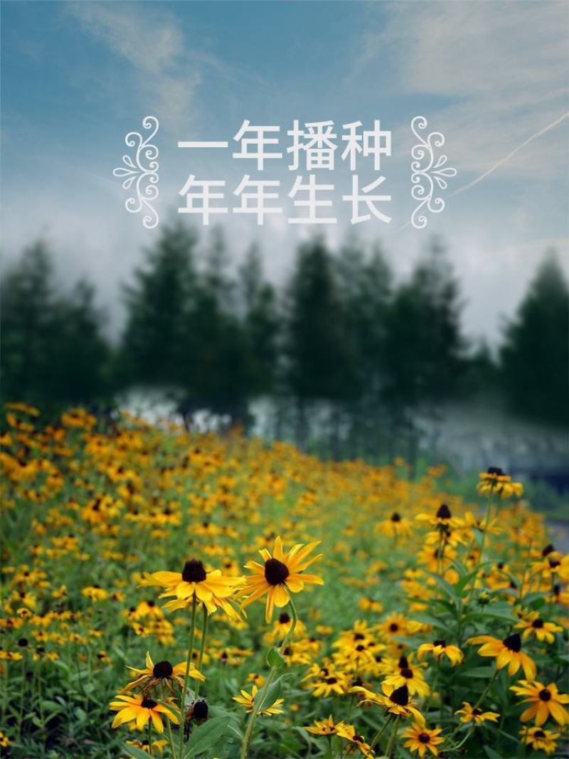 黑心菊花种子金光菊花种籽子多年生耐寒四季种易活庭院室外植