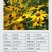 黑心菊花种子金光菊花种籽子多年生耐寒四季种易活庭院室外植