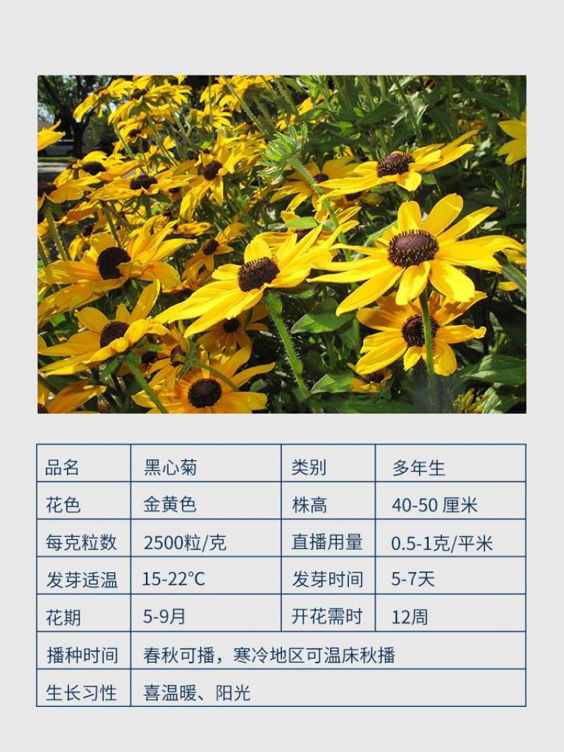 黑心菊花种子金光菊花种籽子多年生耐寒四季种易活庭院室外植
