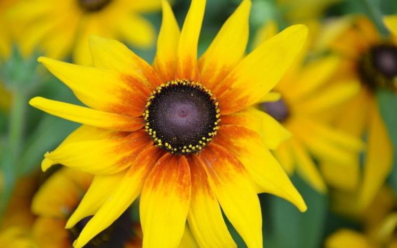 黑心菊花种子金光菊花种籽子多年生耐寒四季种易活庭院室外植