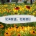 黑心菊花种子金光菊花种籽子多年生耐寒四季种易活庭院室外植