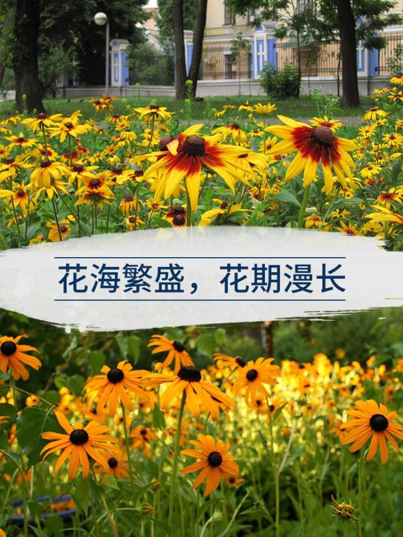 黑心菊花种子金光菊花种籽子多年生耐寒四季种易活庭院室外植