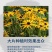 黑心菊花种子金光菊花种籽子多年生耐寒四季种易活庭院室外植