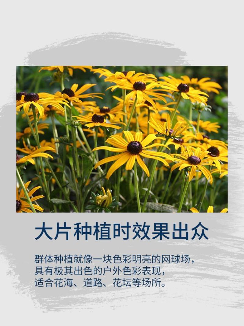 黑心菊花种子金光菊花种籽子多年生耐寒四季种易活庭院室外植