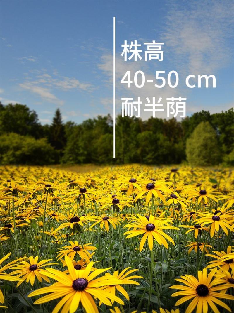 黑心菊花种子金光菊花种籽子多年生耐寒四季种易活庭院室外植