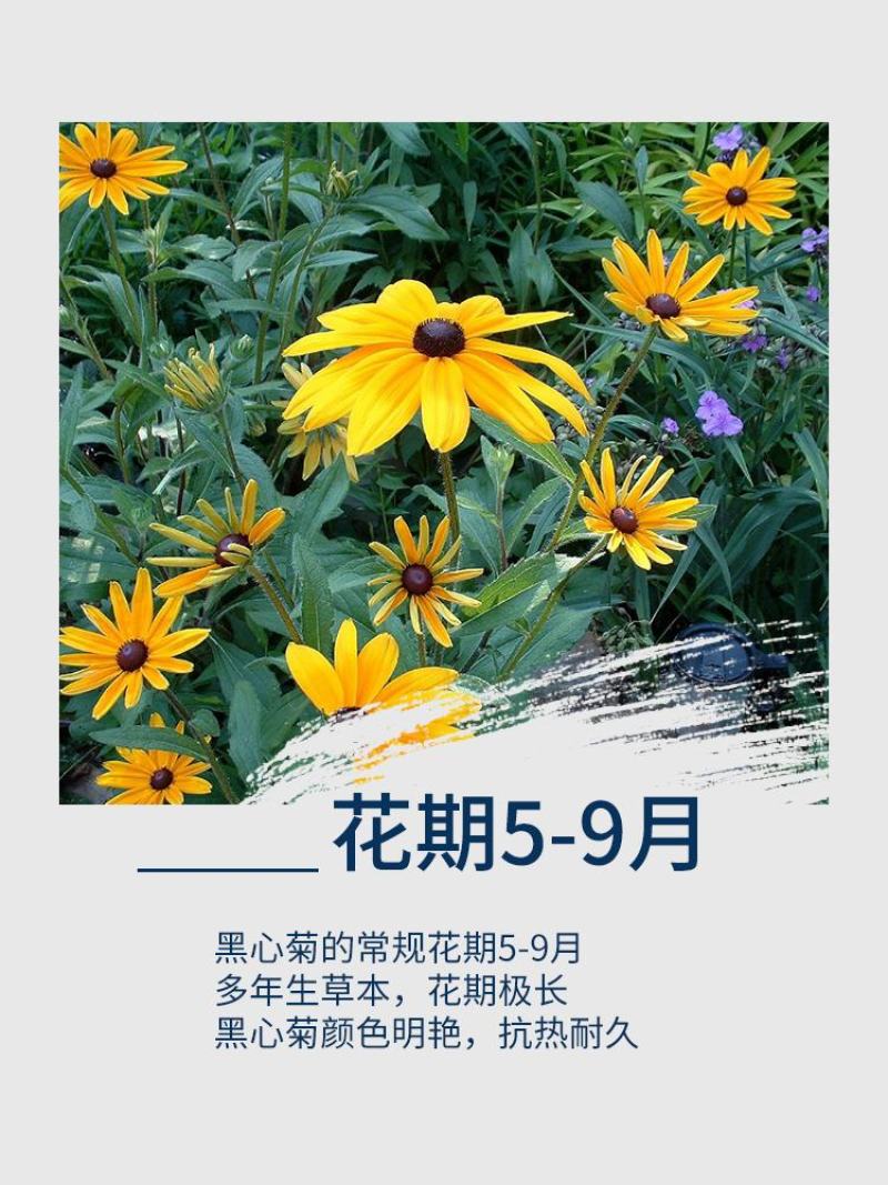 黑心菊花种子金光菊花种籽子多年生耐寒四季种易活庭院室外植