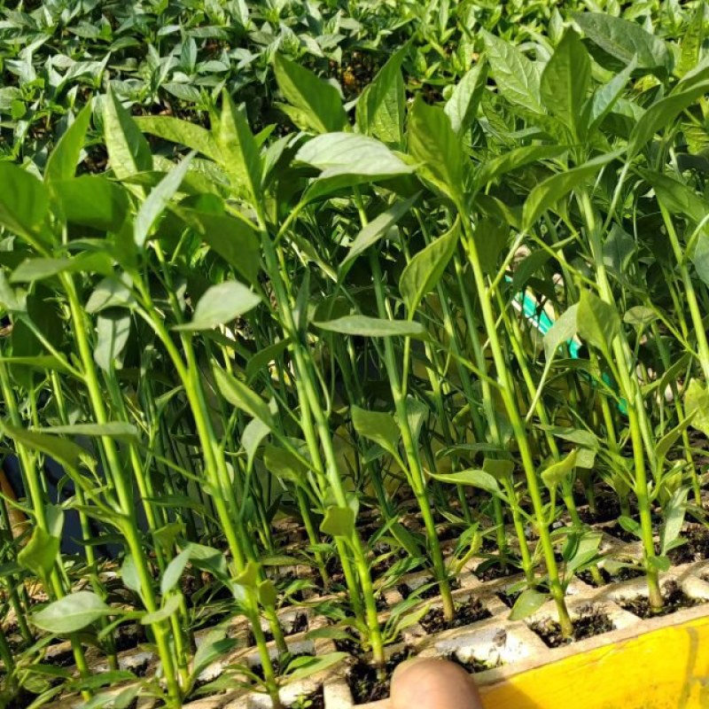 螺丝椒苗，大量上市保证质量成活率高，抗病性强，诚信经营。