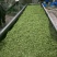 恩施玉露茶绿茶明前茶