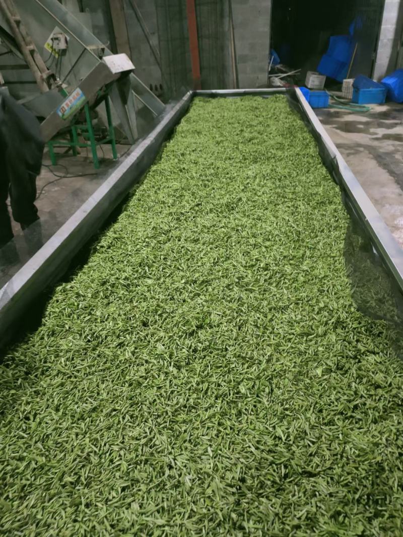 恩施玉露茶绿茶明前茶