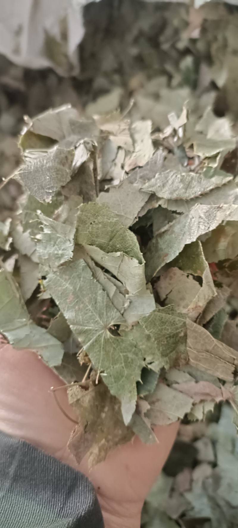 淫羊藿，产地甘肃，大货供应，全国发货欢迎各位选购