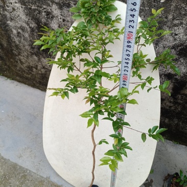 树葡萄嘉宝果，杯苗高度8到90左右