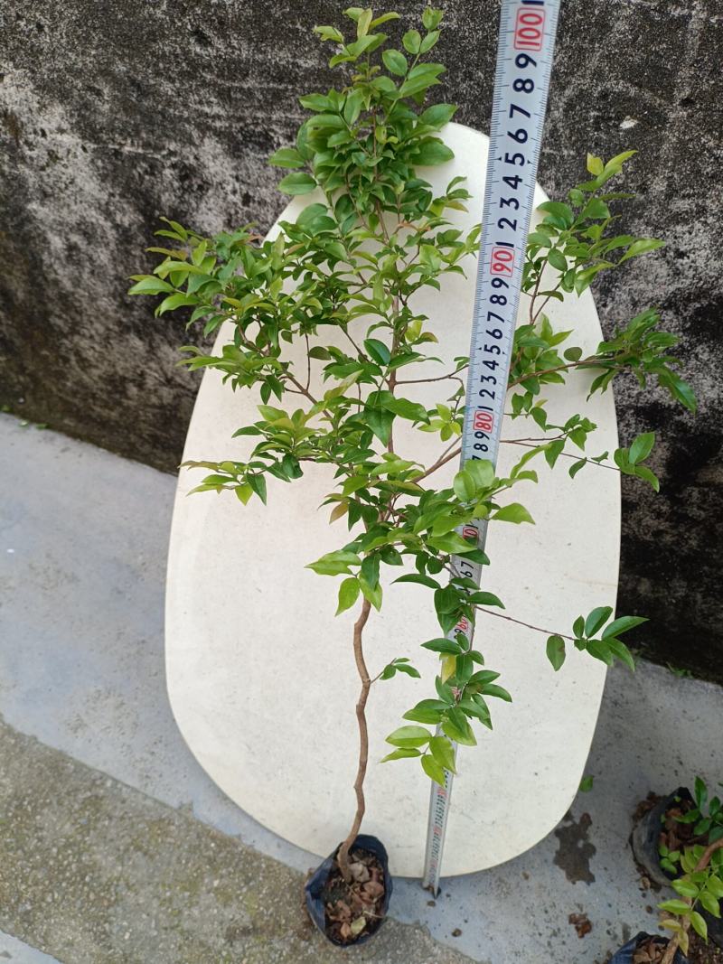 树葡萄嘉宝果，杯苗高度8到90左右