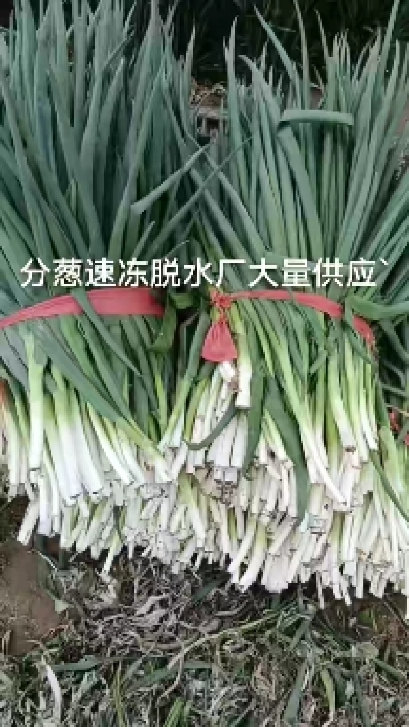 香葱大量