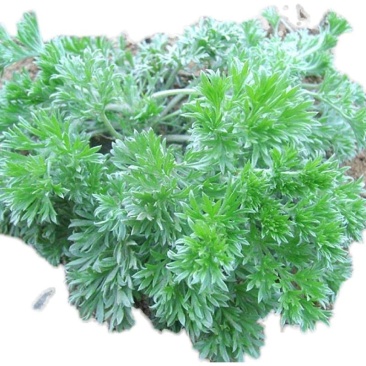 野生白蒿茵陈现挖现发各种野菜品种齐全适合批发零售