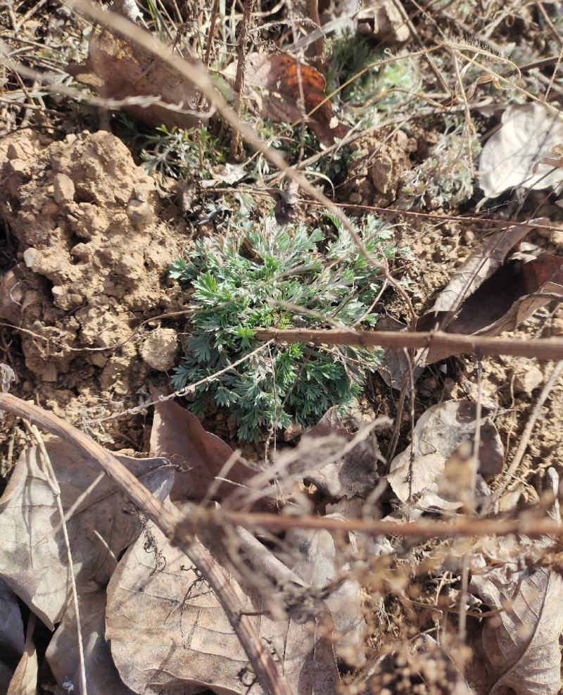 野生白蒿茵陈现挖现发