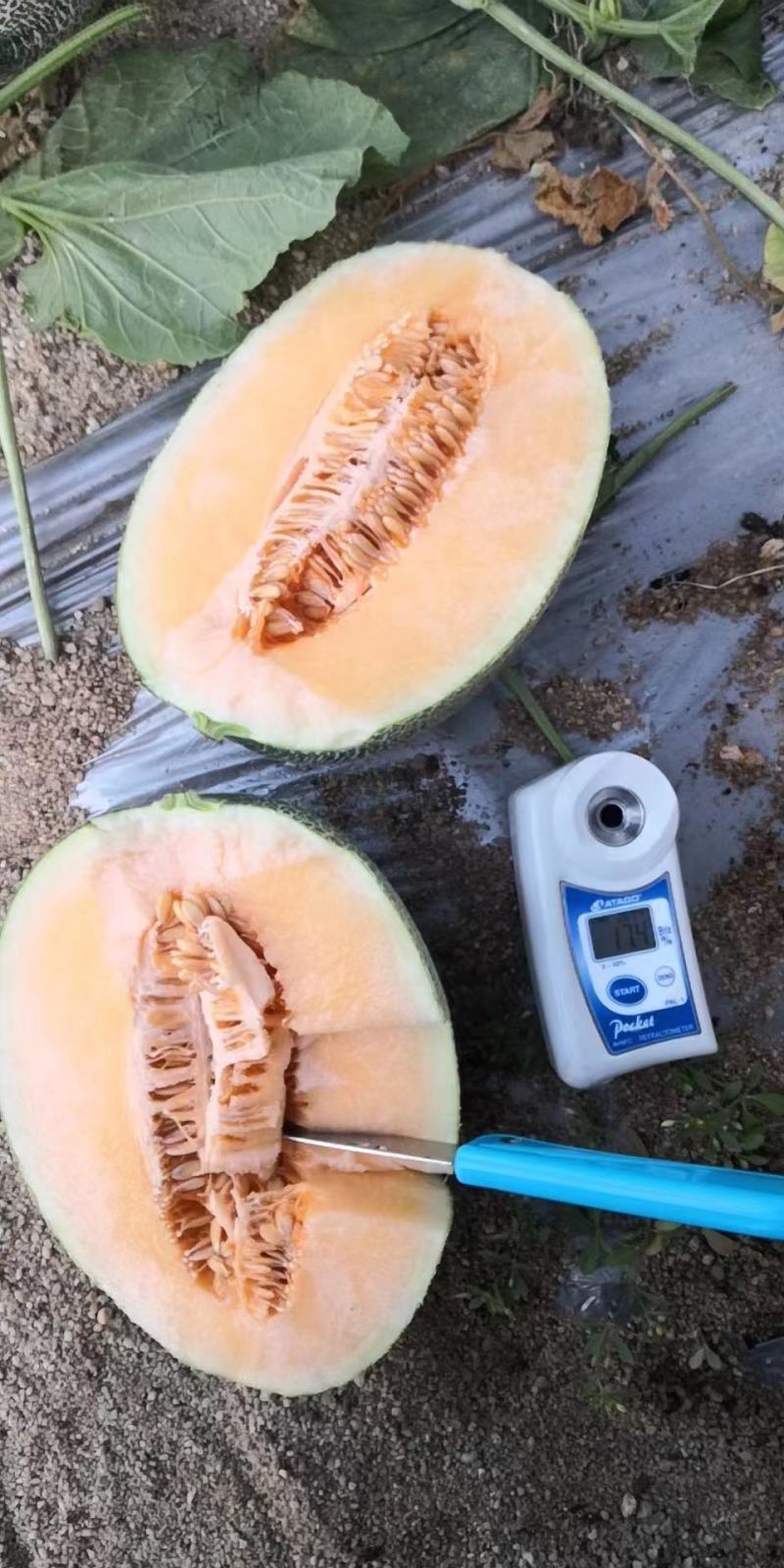 海南晓蜜25哈密瓜，产地直采直发，口感爽甜，一手货源