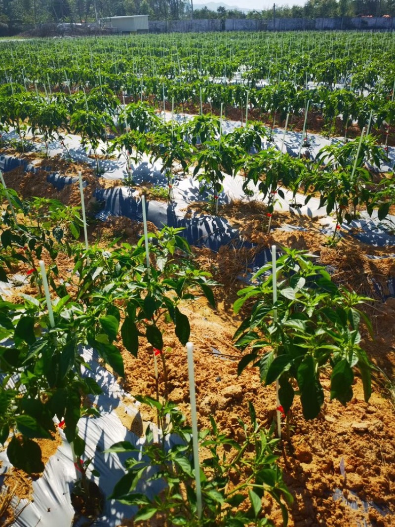 拱棚支架羊肚菌蔬菜育苗种植遮阳网