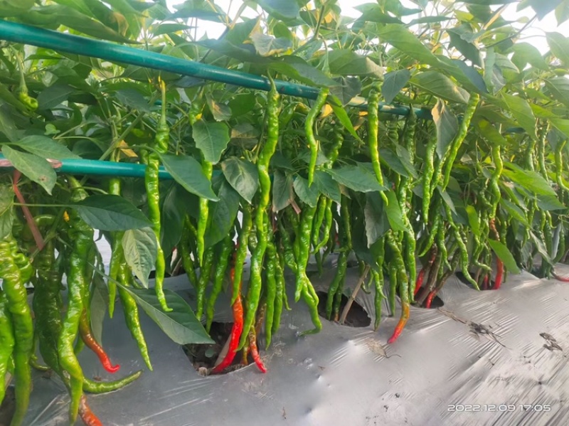 拱棚支架羊肚菌蔬菜育苗种植遮阳网