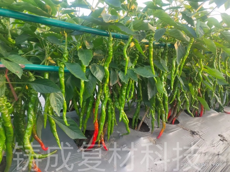 拱棚支架羊肚菌蔬菜育苗种植遮阳网