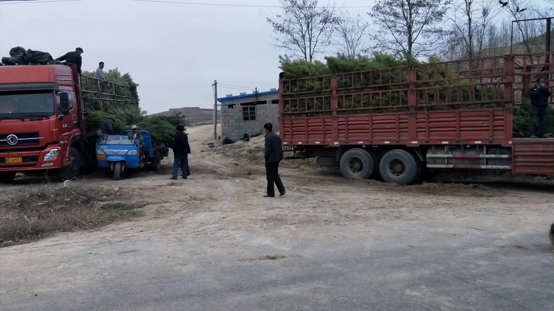 油松小苗运输现场