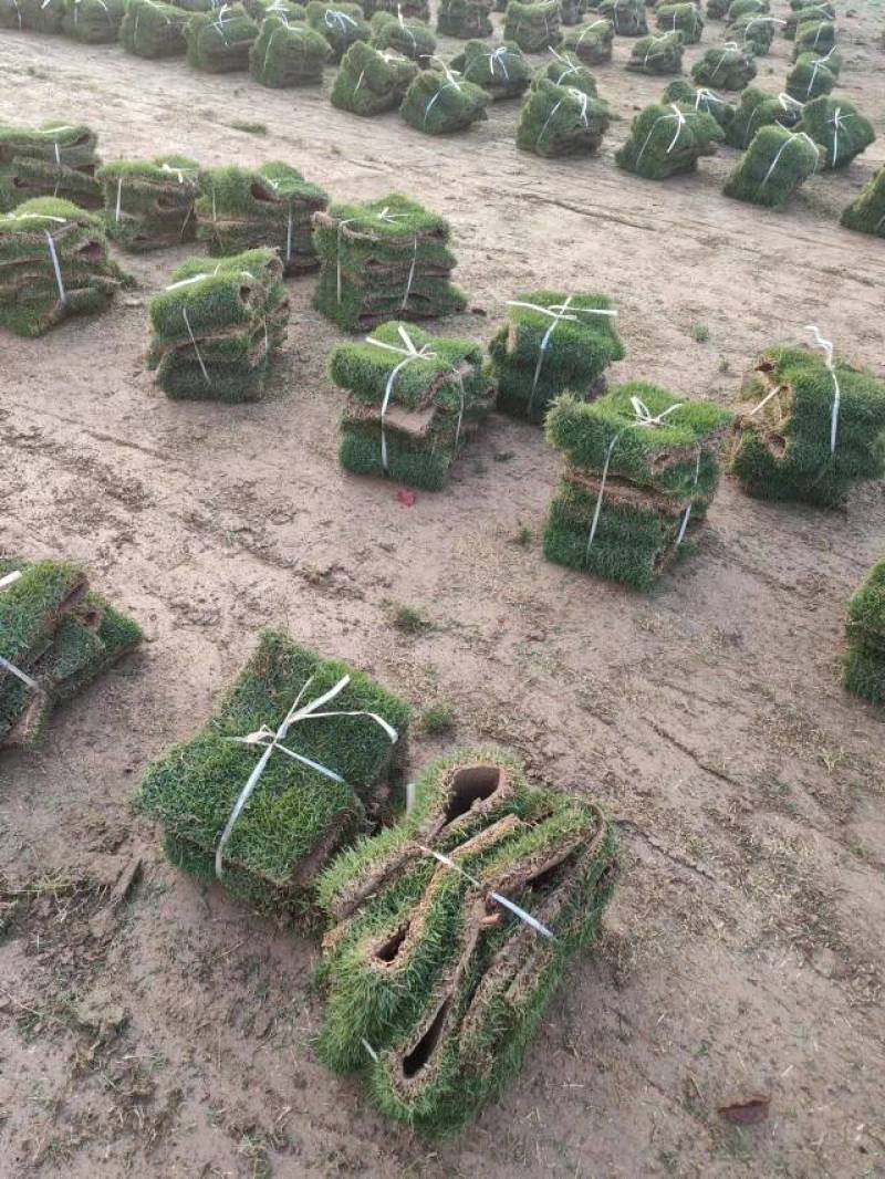 草坪草马尼拉草坪大量供应中量大优惠销往全国来电