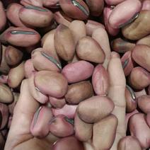 刀豆，产地江苏，颗粒宝满，量大从优，欢迎选购