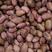 刀豆，产地江苏，颗粒宝满，量大从优，欢迎选购