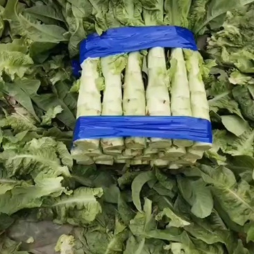 河南通许红叶莴笋已大量上市货源充足产地直发