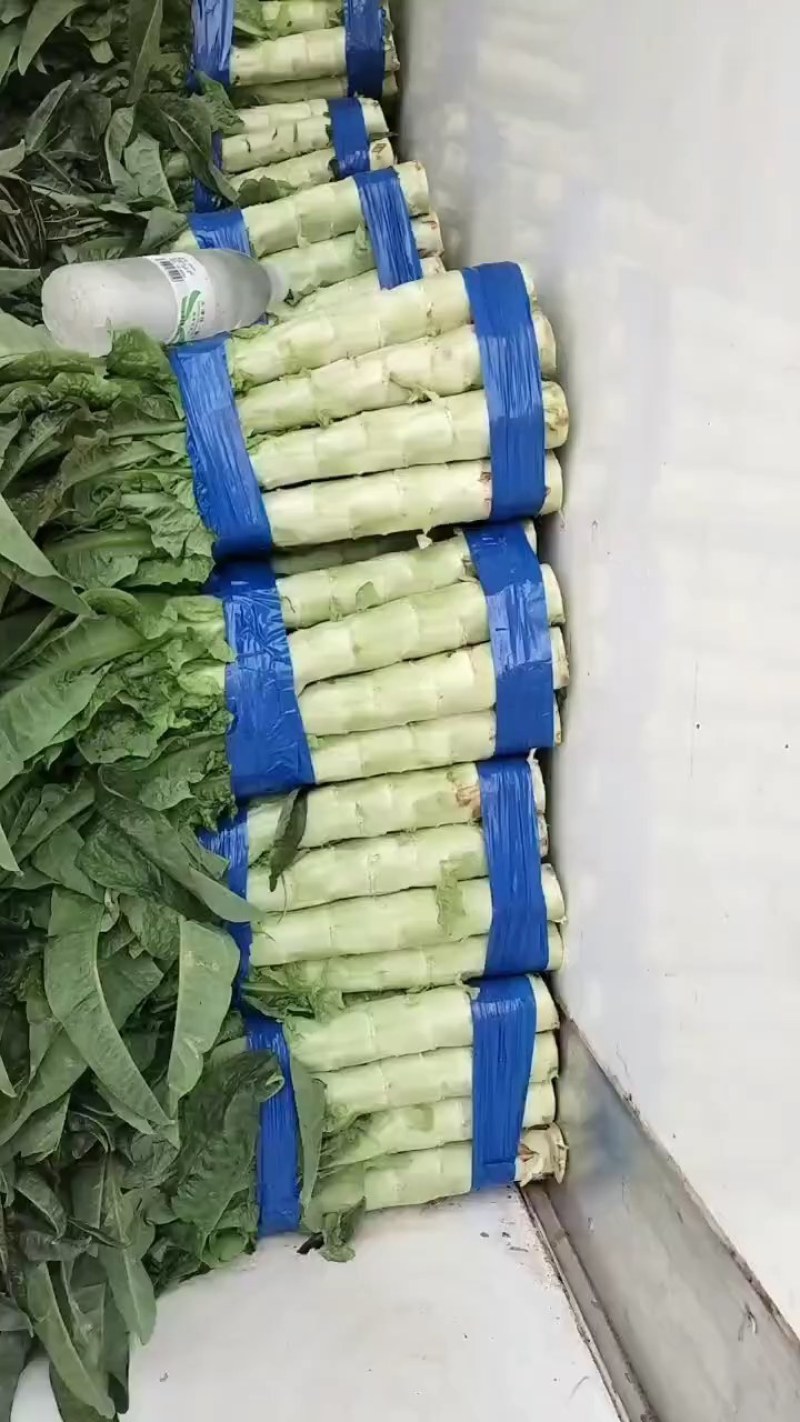 河南通许红叶莴笋已大量上市货源充足产地直发