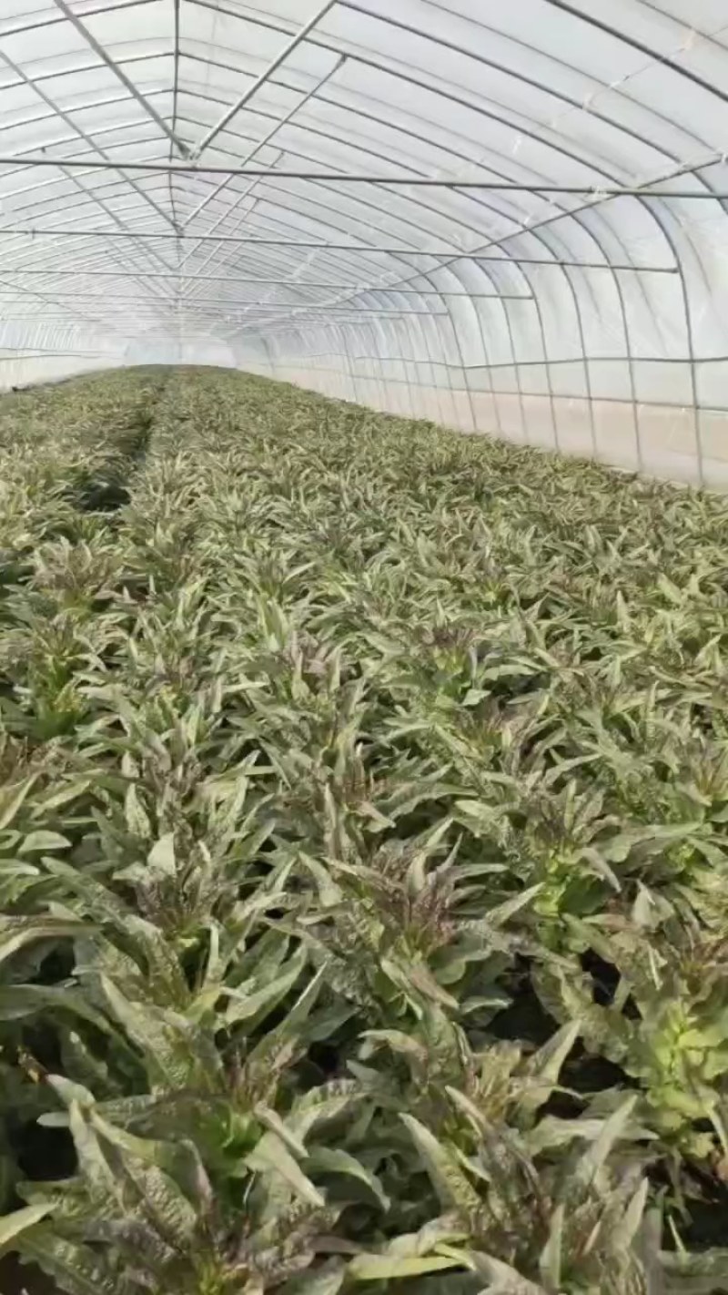 河南通许红叶莴笋已大量上市货源充足产地直发