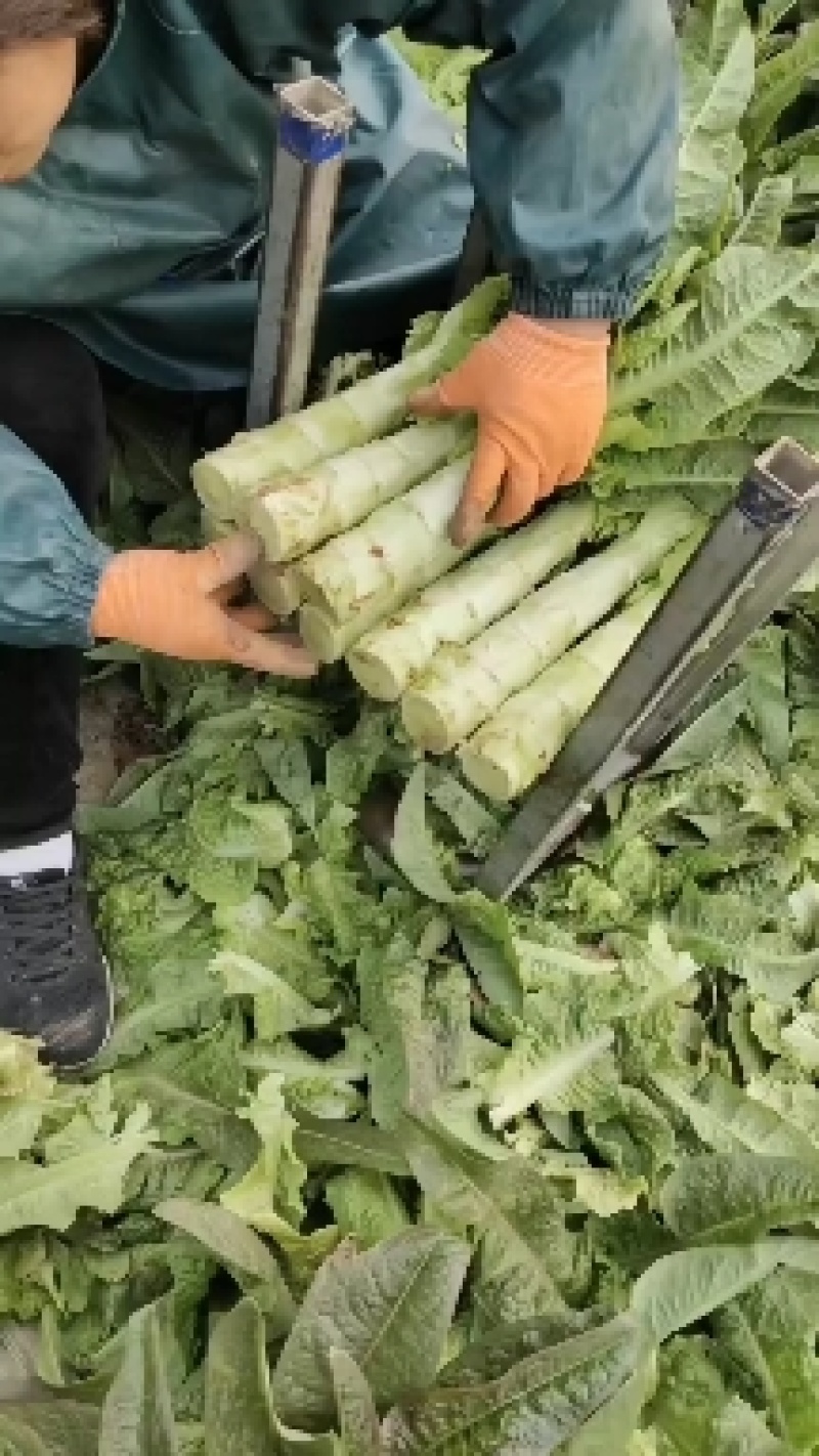 河南通许红叶莴笋已大量上市货源充足产地直发