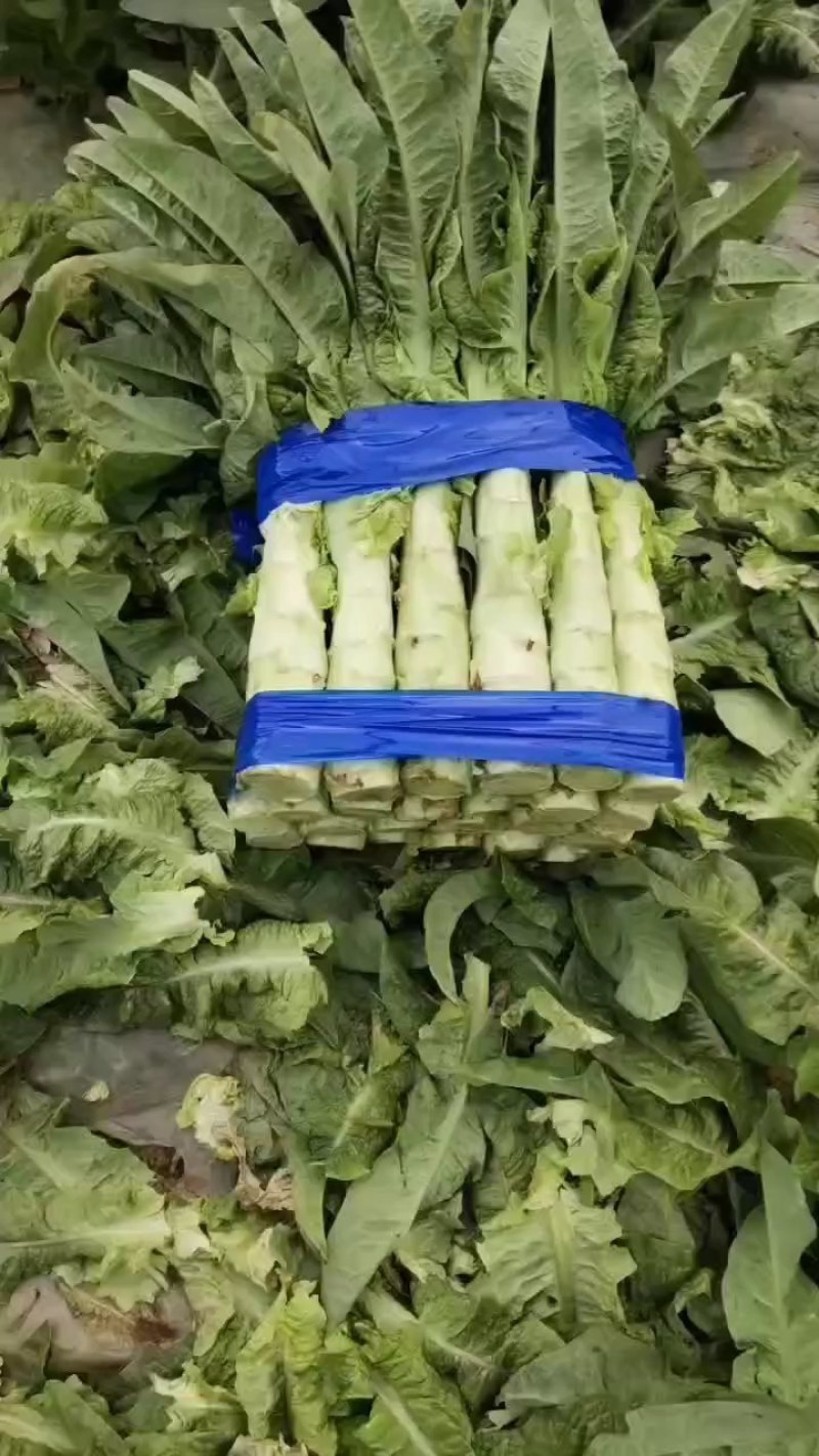 河南通许红叶莴笋已大量上市货源充足产地直发