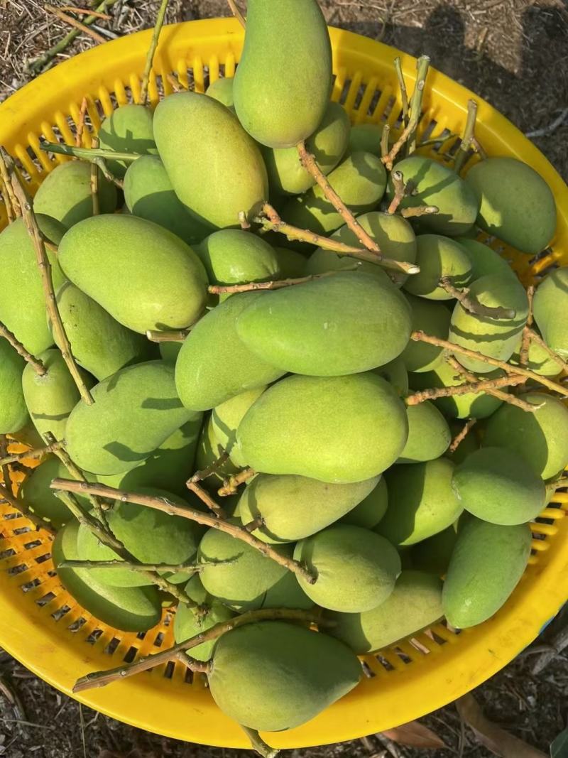 海南小台芒，整车起批，承接电商货，团购，市场货