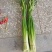 陕西蒜薹品质保证诚信经营欢迎联系接商超市场电商