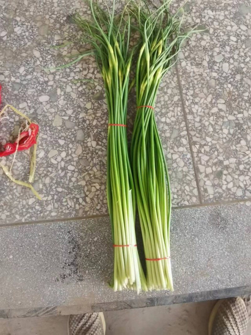 陕西蒜薹品质保证诚信经营欢迎联系接商超市场电商