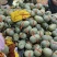 海南晓蜜25哈密瓜，产地直采直发，口感爽甜，一手货源