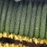 新开园油亮鲜花密刺黄瓜